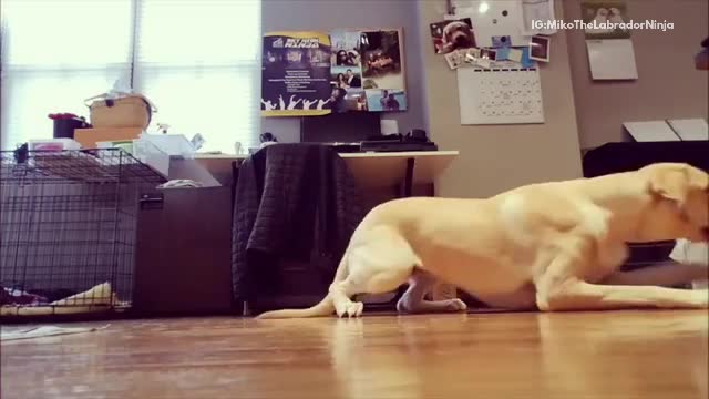 Labrador copies owner and crawls across wood floor