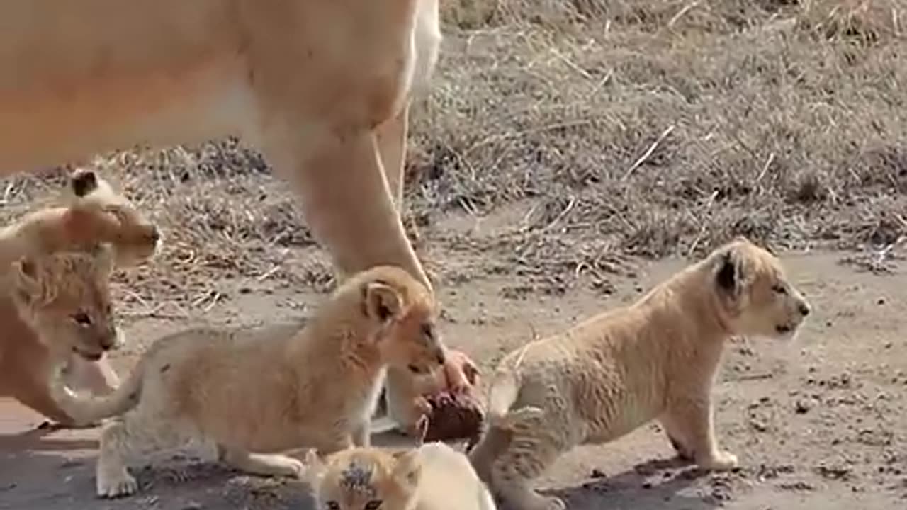 Cute baby lion