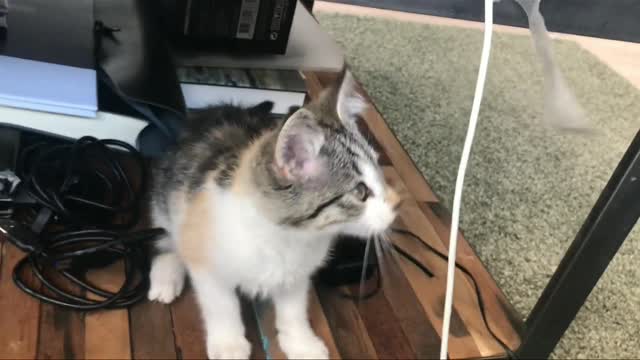 Cute and Funny Cat Videos Compilation#