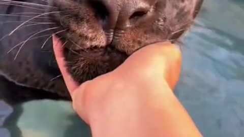 Black Jaguar Kisses!