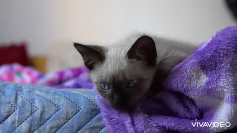 How much these blue eyes of this cat is beautiful??Very nice