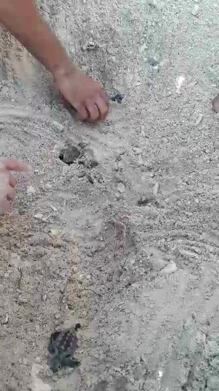 Nacimiento de tortugas Carey