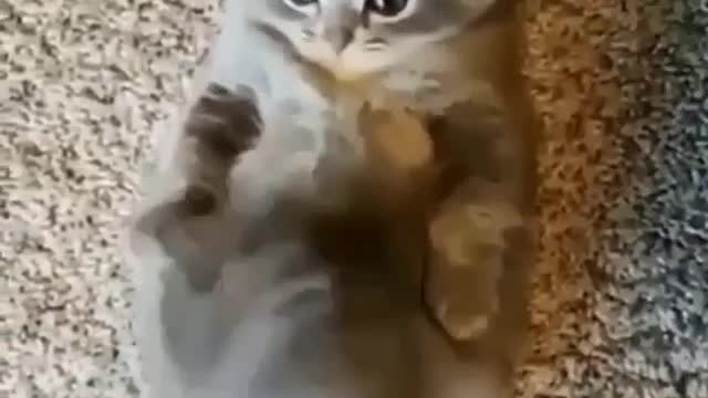 Kitten wants to be the rabbit