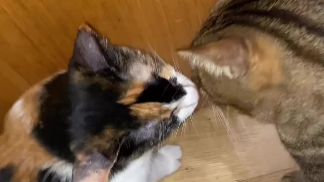 My blind cat meets for the first time