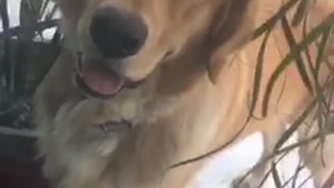 Labrador between two potted plants stares through window