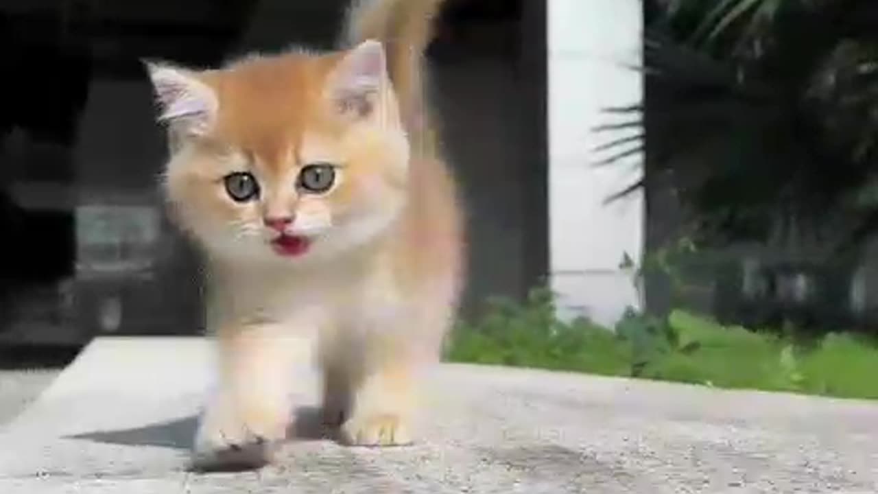 Cute cat