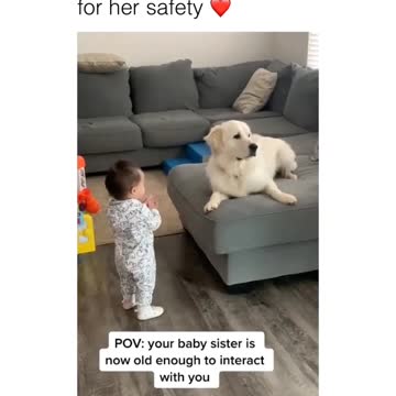 Couch Potato Dog Baby Have Fun