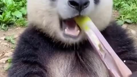 Panda having a snack 🐼 🐼 🌿🎋