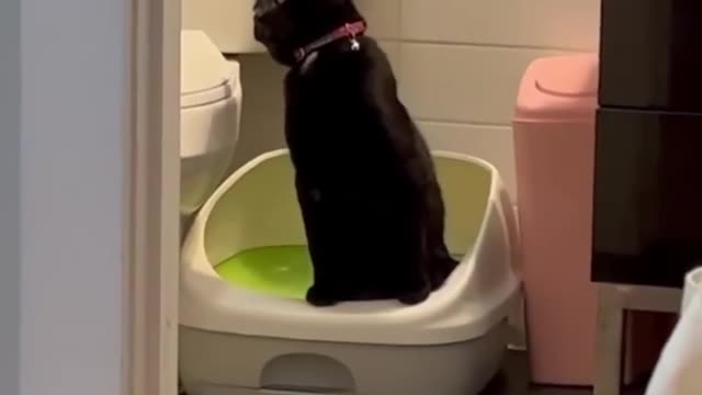 Trending Cute Cats🐶Funny Fail ops Moments Clips