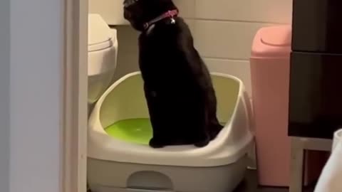 Trending Cute Cats🐶Funny Fail ops Moments Clips