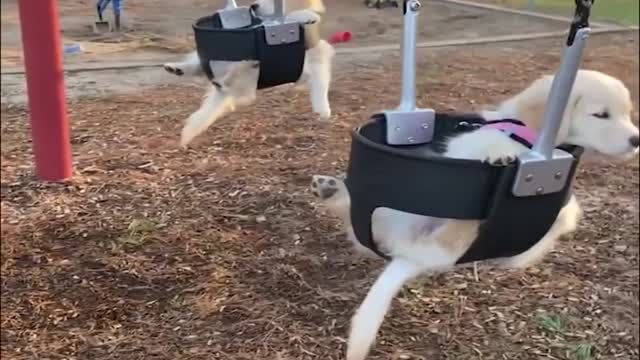 Funniest & Cutest Labrador Puppies Funny Puppy Videos