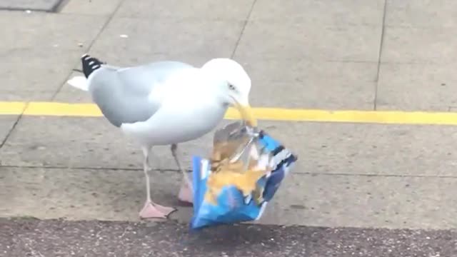 Hilarious The bird goes to the store
