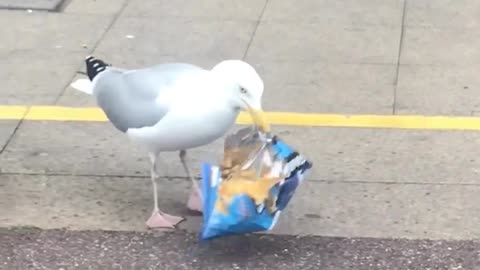 Hilarious The bird goes to the store