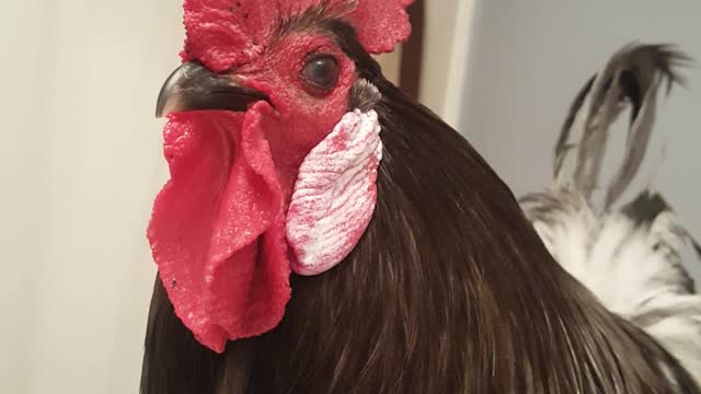 Rooster Freshens Up To Meet Hens