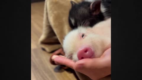 Unbelievable Cuteness The Sweetest Baby Pig Ever!