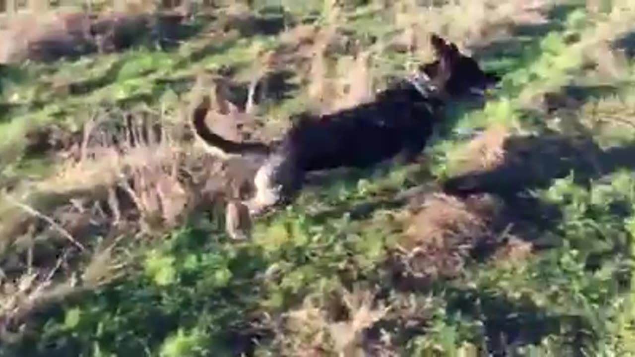 Fiona with her stick