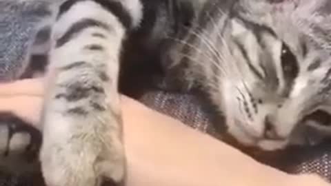 Sleepy kitty cat simply doesn’t want to let go of human’s hand.