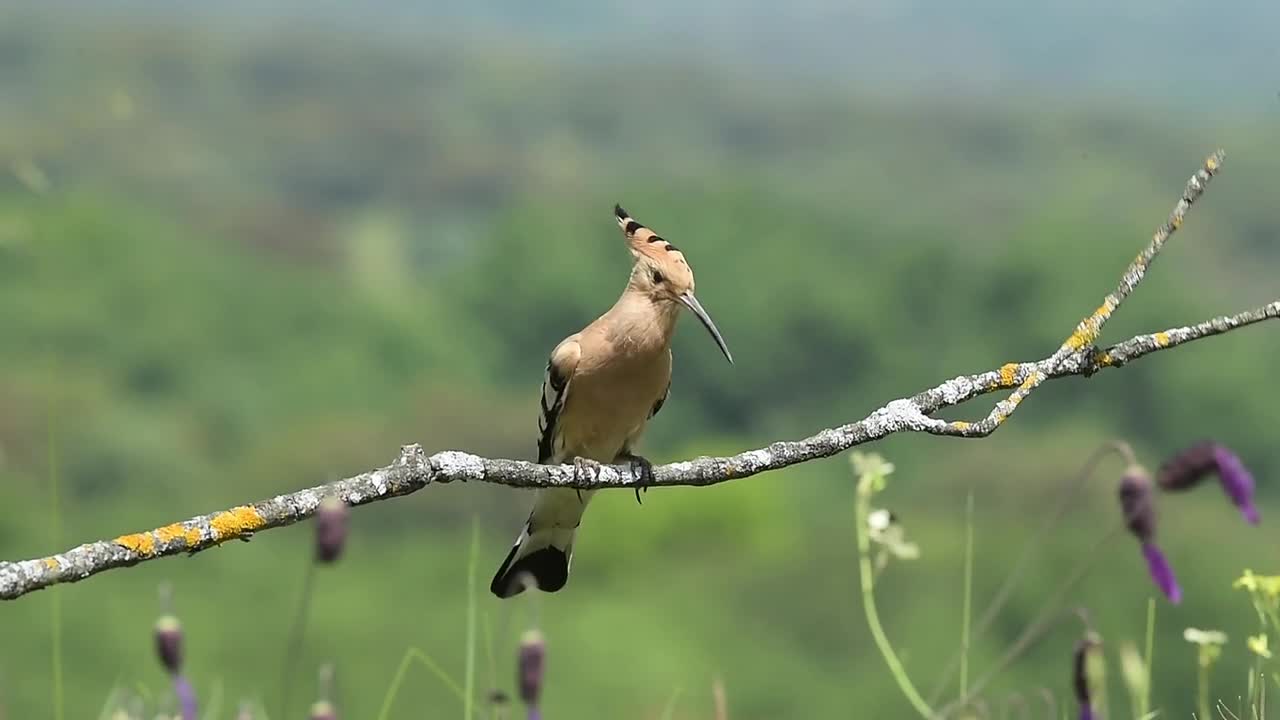 Bird Hoopoe