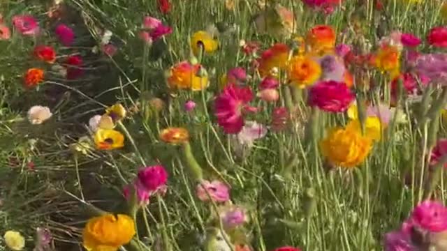 FlowerFields#carlsbad#flowerfields