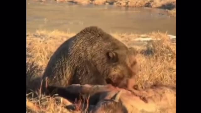 Brown bear lunch