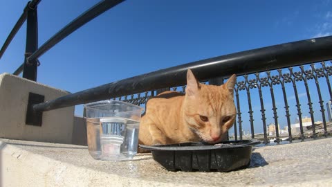 ED SHEERAN - Homeless cat in Ras Al Khaimah, UAE #cat #cats #EdSheeran #emirates #rak #ae #UAE #food