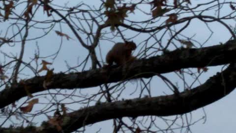 Crazy Rabid Fox Squirrel