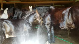 Adorable baby horse loves drinking from hose