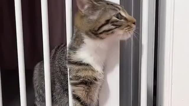 from Ucat - DY#cutecatonline ...#catloversclub #kitty #kittens