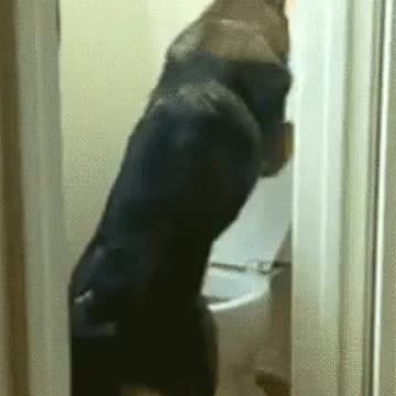 this dog he is much smarter than many people