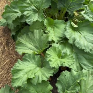How Many Times Will Rhubarb Grow