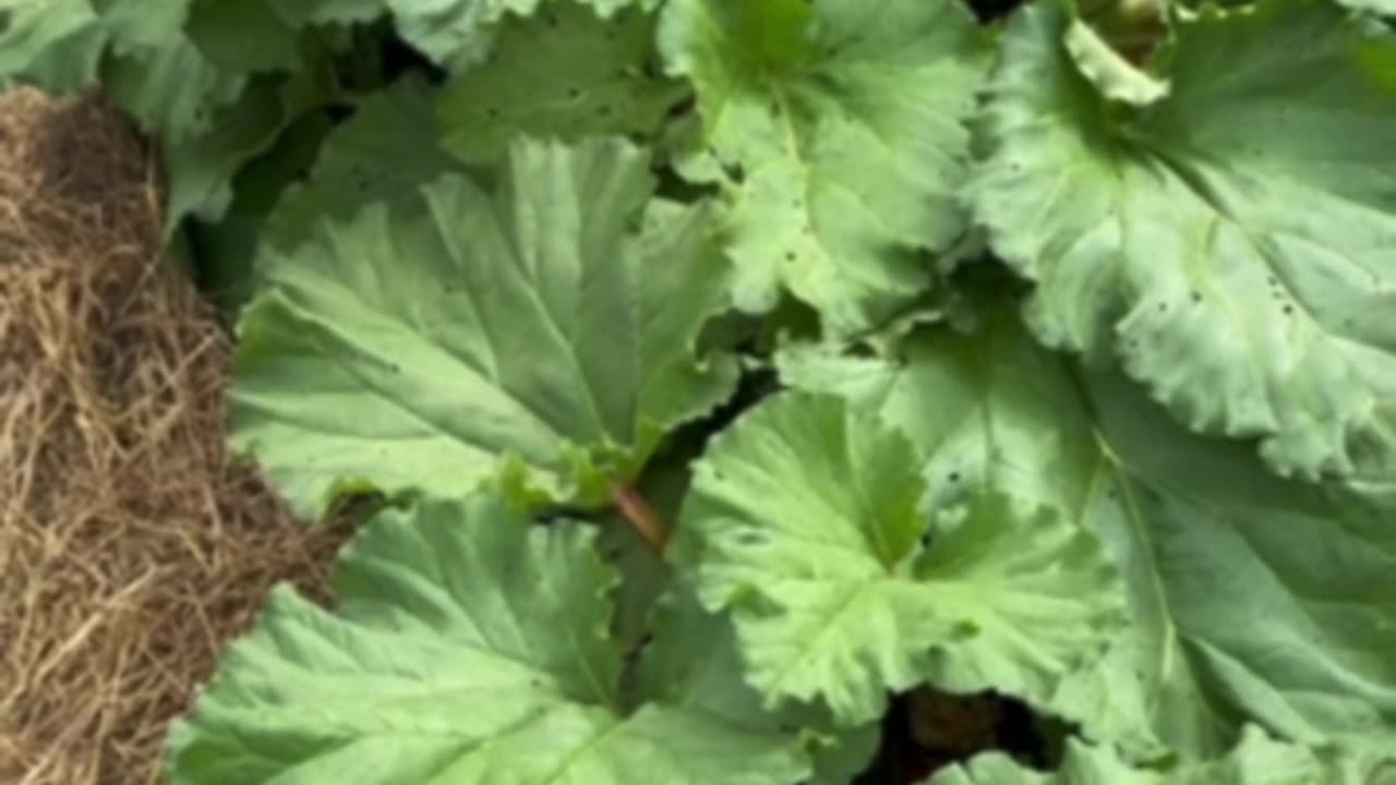 How Many Times Will Rhubarb Grow