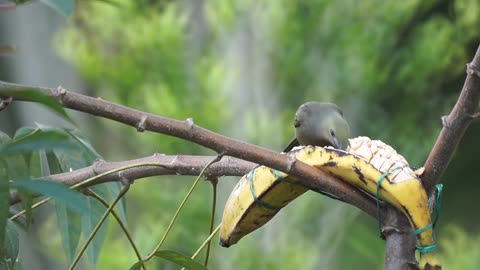 Life of a bird in the forest