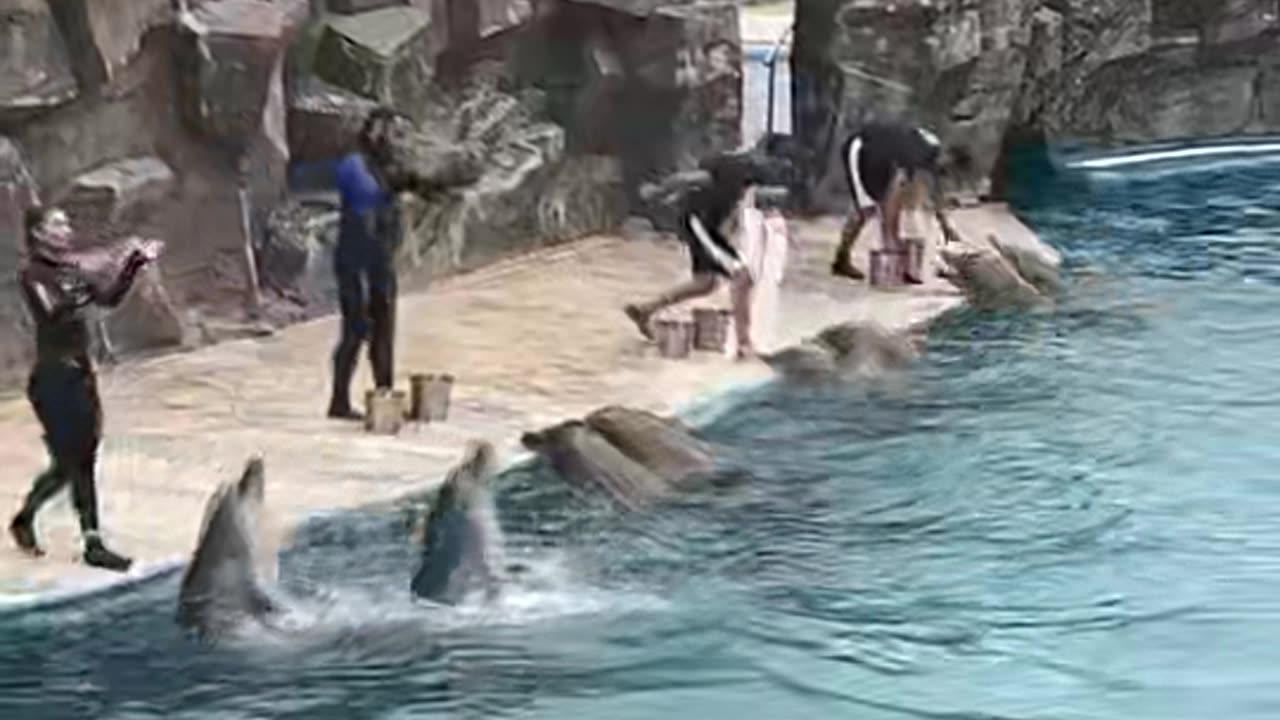 Dolphins are Super Intelligent 🐬🐬