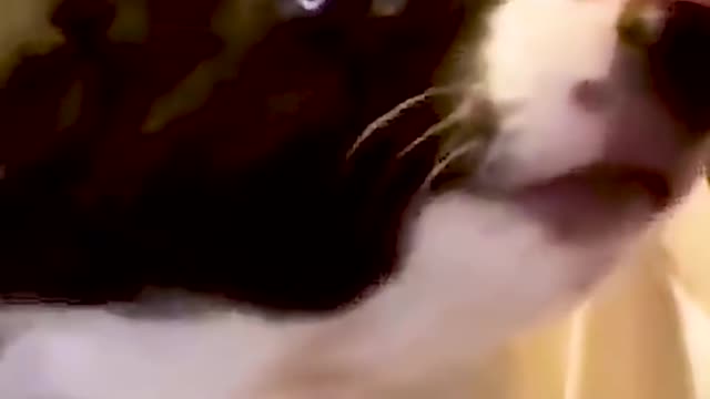 Attack Of The Funny Dogs || The Best Videos About Dogs