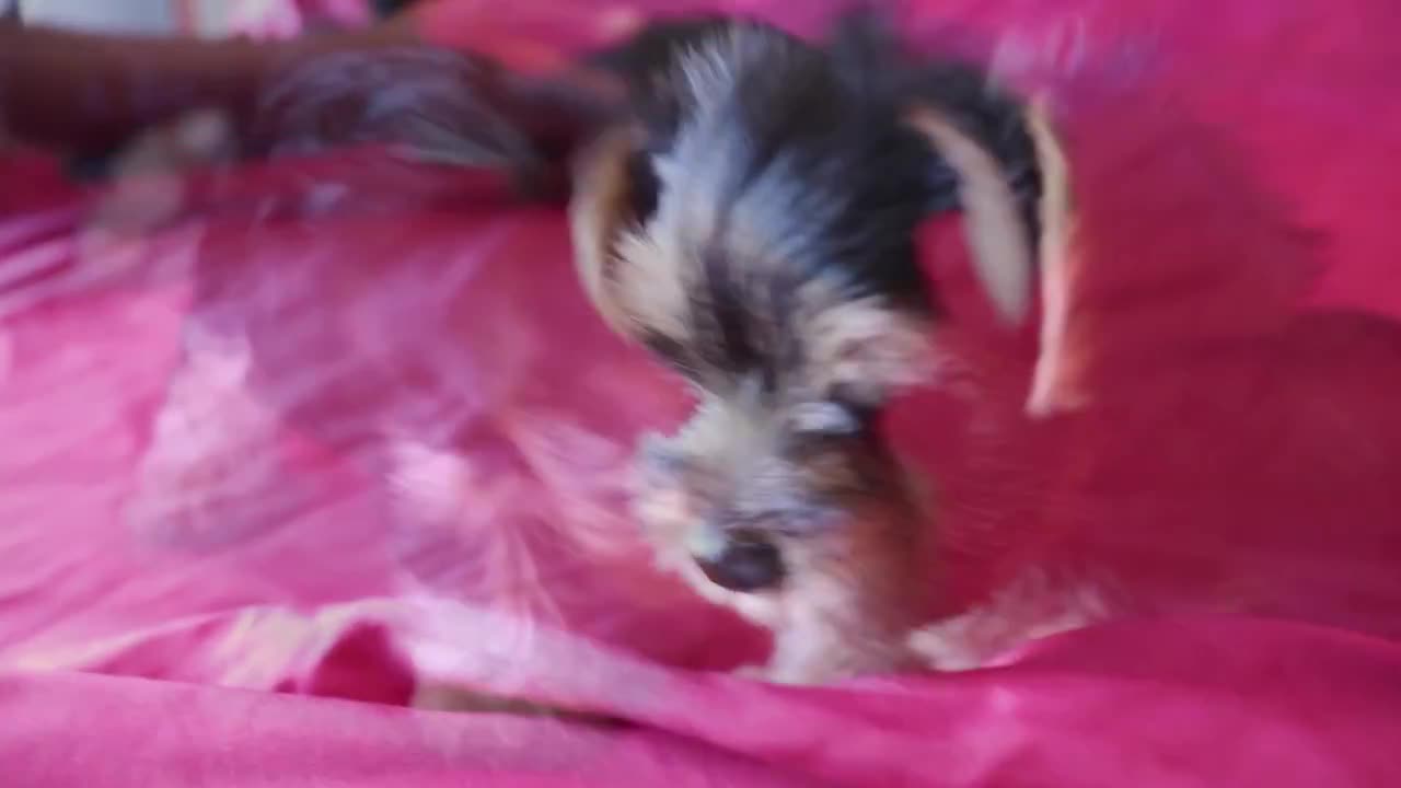 Adorable Yorkie Fur Babies!