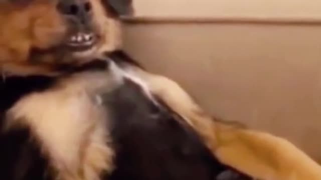 Dog is snoring | Funny reactions of a Cat