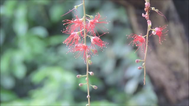 Pretty Time Lapse Video Of A Flower In Bloom