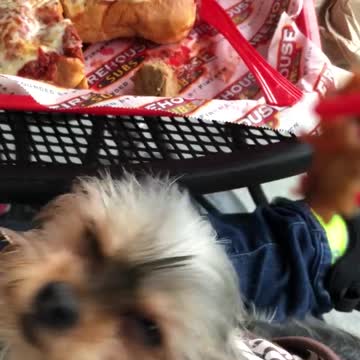 Yorkie eating firehouse subs