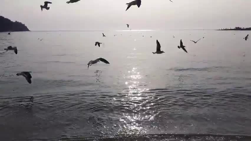 Beautiful sea and birds