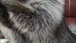 Raccoon gives his mom a fork after eating beef.