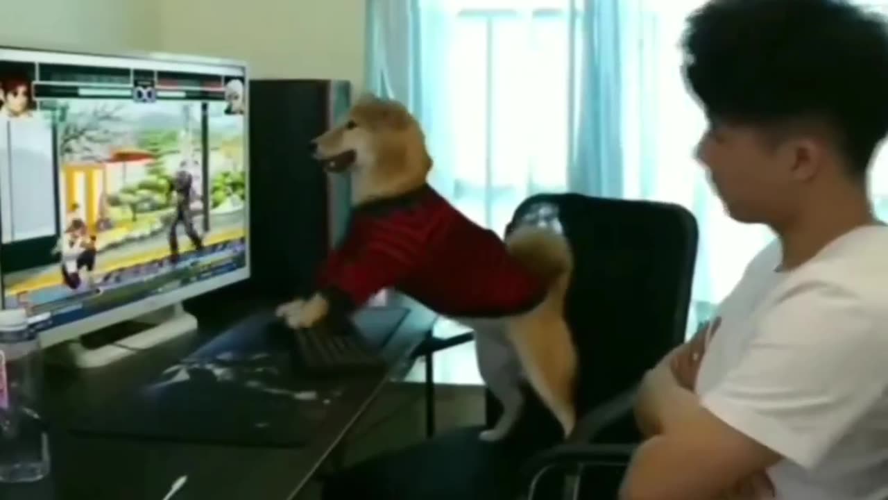 Gamer dog