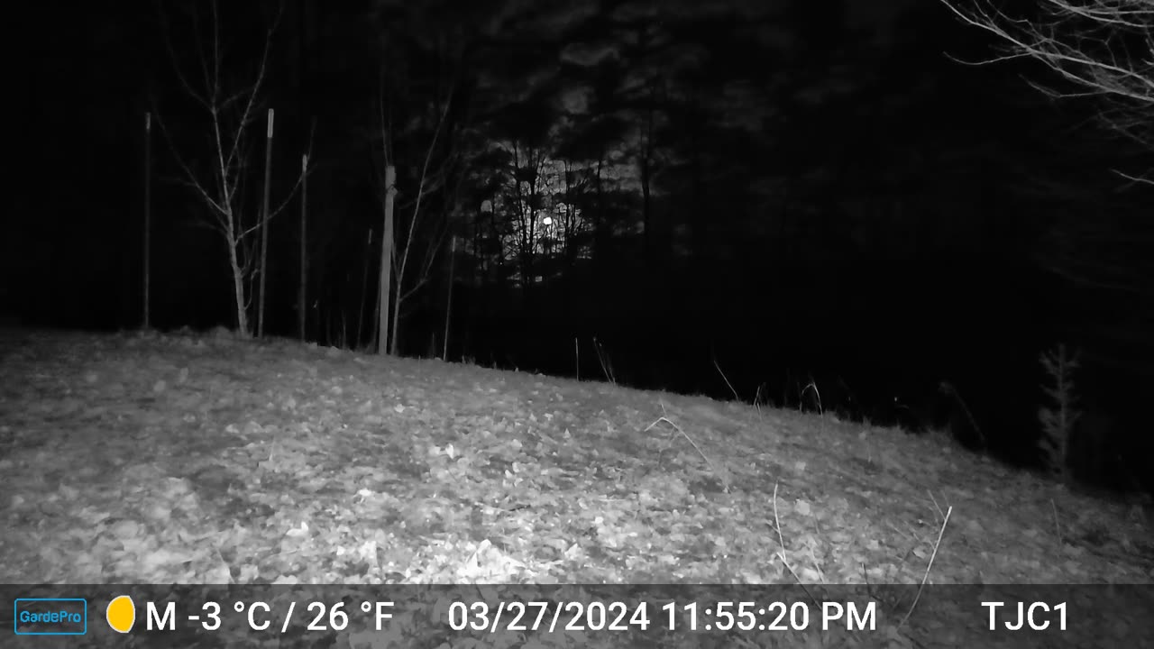 Possum and Pretty Moon