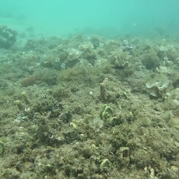 Morning Snorkeling Adventure