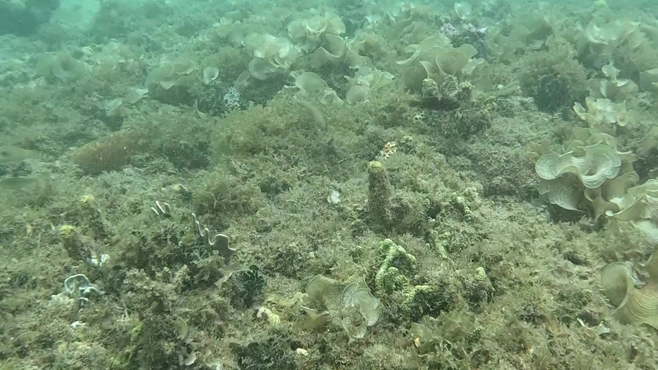 Morning Snorkeling Adventure