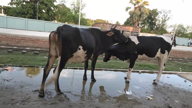 Love of animal, mother and kids