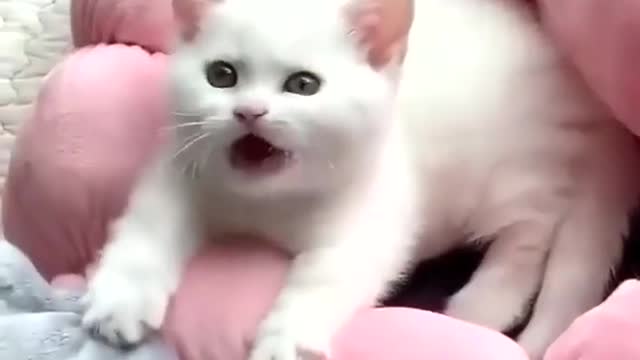 😻 So cute 😻 You must see that!