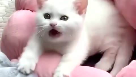 😻 So cute 😻 You must see that!