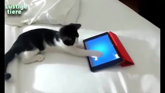 The Best Funny Cats / Compilation