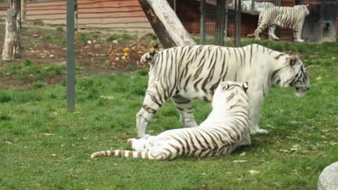 White Tiger