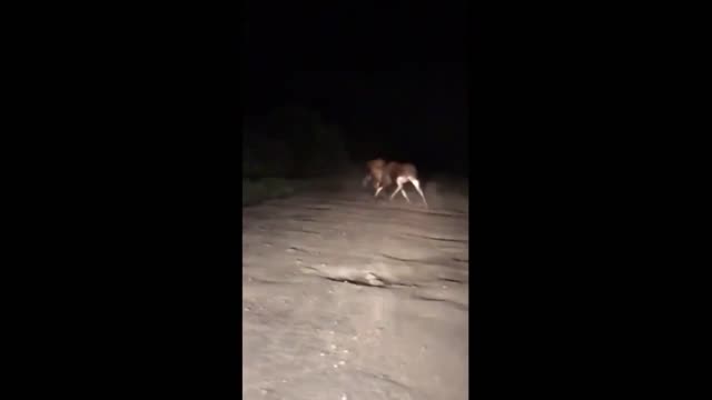 Moose fight for the female and territory